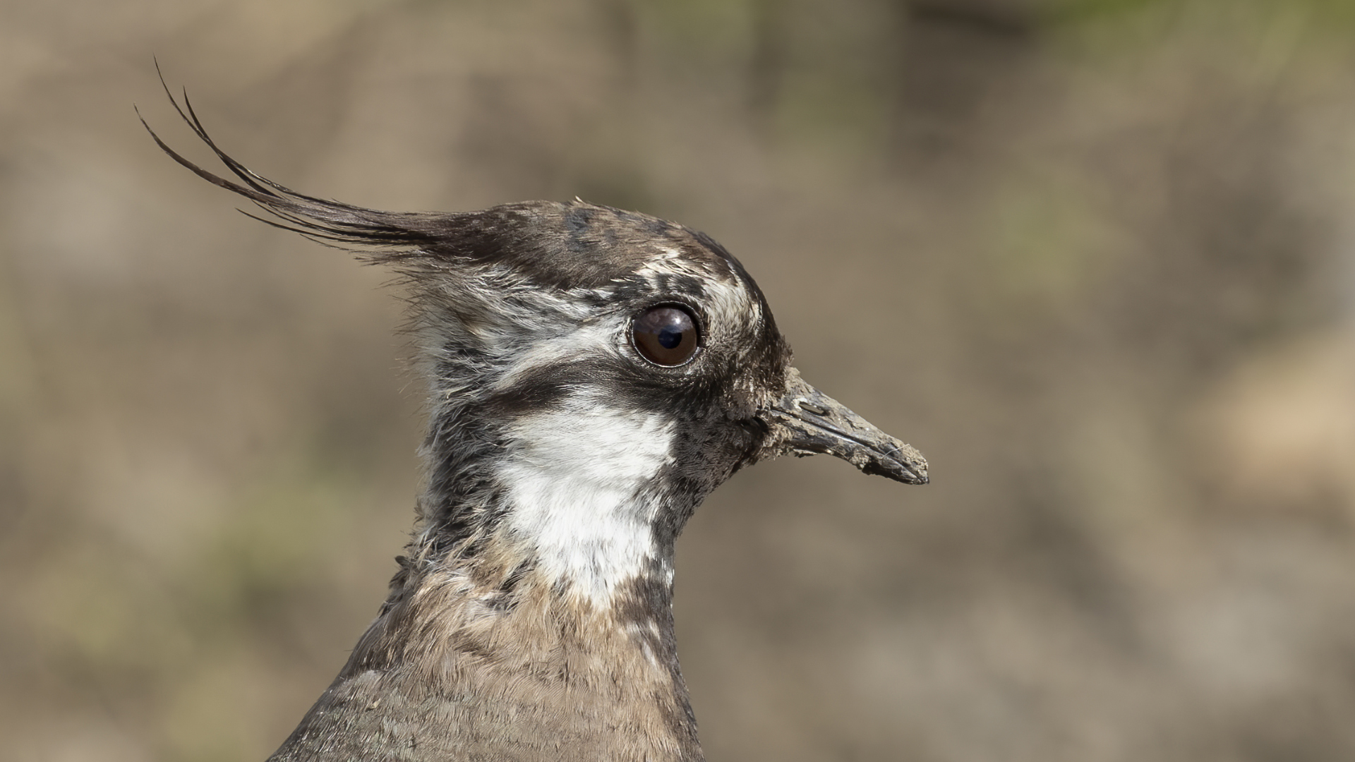 Northern Lapwing — Ana fotoğraf